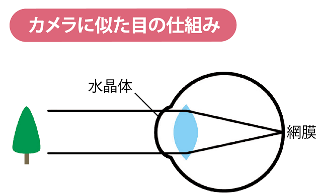 カメラに似た目の仕組み