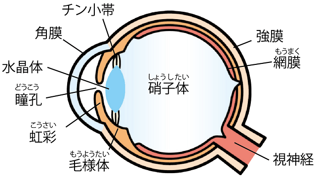 眼球の図