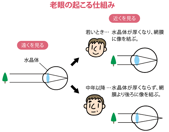 老眼の起こる仕組み