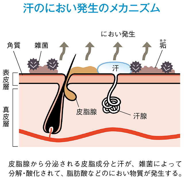 汗のにおい発生のメカニズム