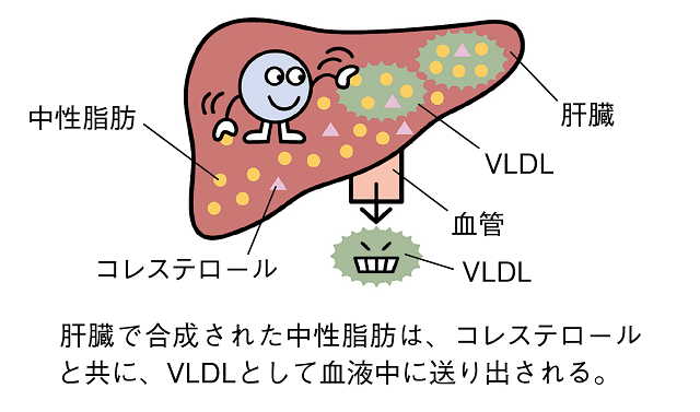 動脈硬化の進行１