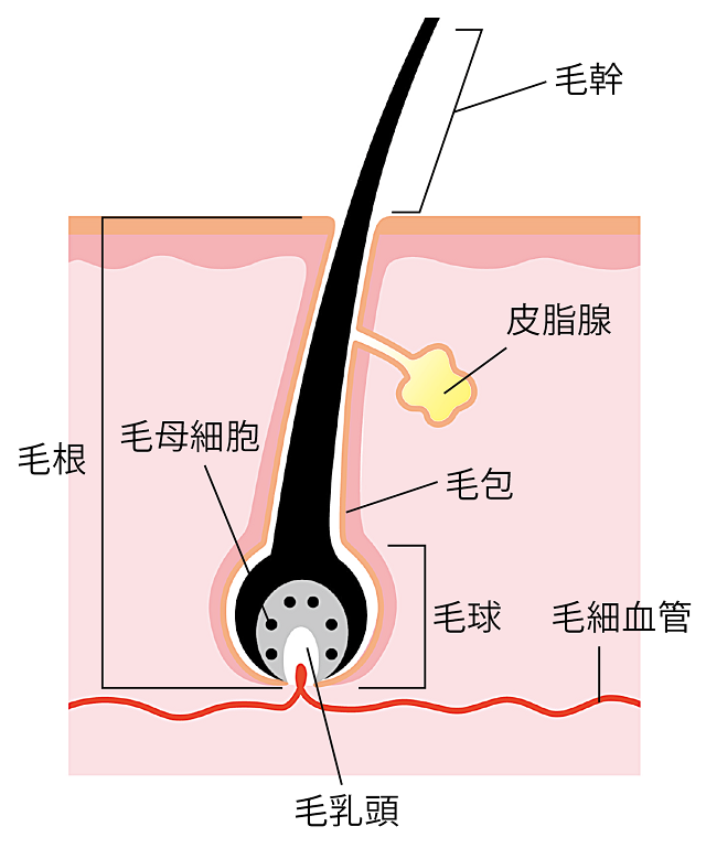 毛根の説明図