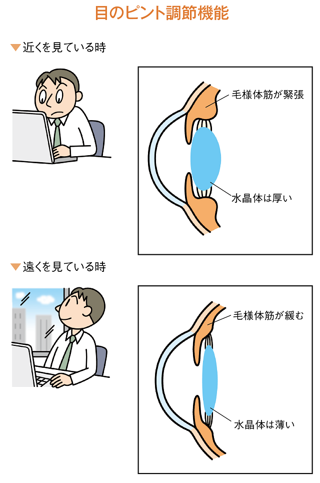 目のピント調整機能