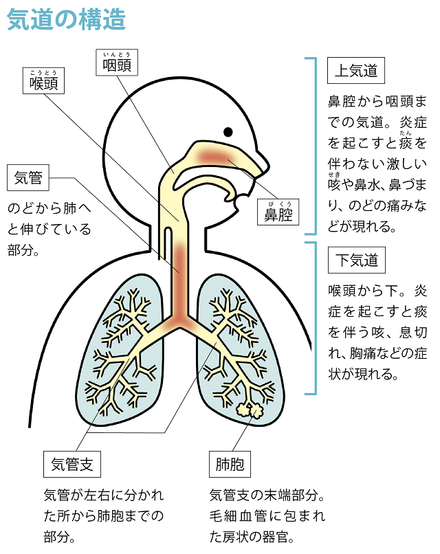 気道の構造