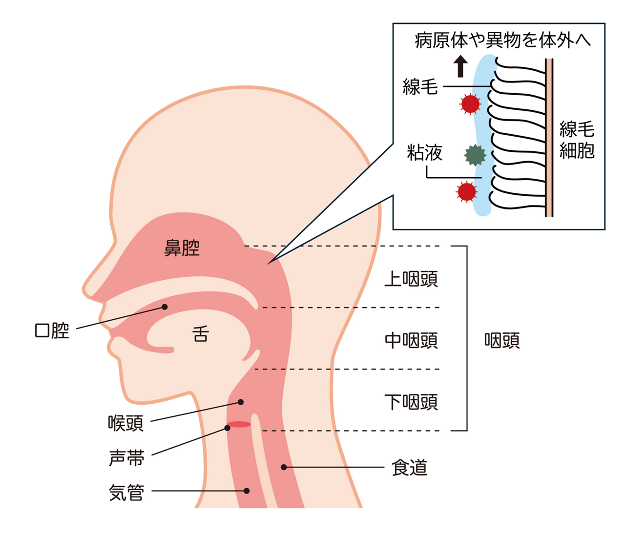 気道（鼻腔・上咽頭・気管・気管支）の説明と、気道の粘膜にある線毛の働き