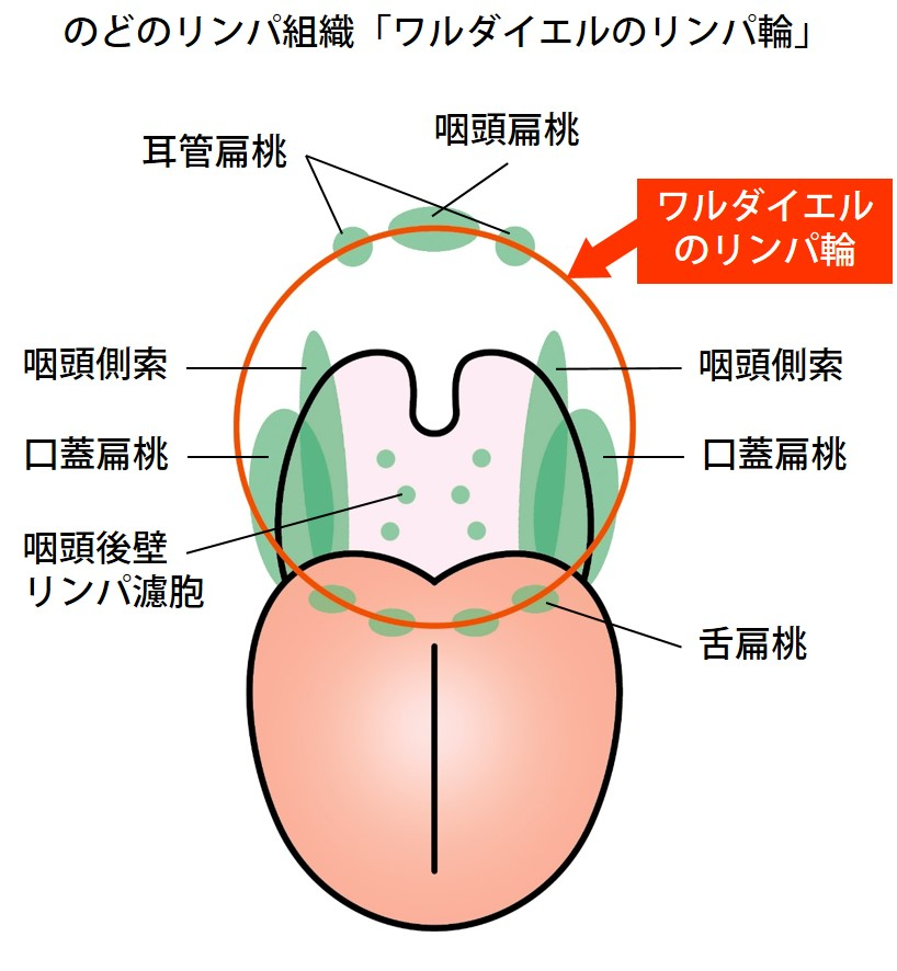 のどのリンパ組織「ワルダイエルのリンパ輪」