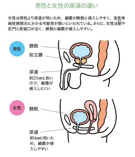 男性と女性の尿道の違い