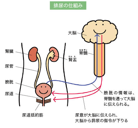 排尿の仕組み