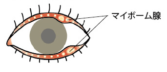マイボーム腺