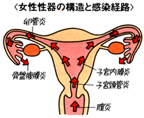 女性性器の構造と感染経路