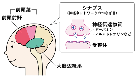 ADHDの原因