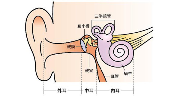 耳の構造