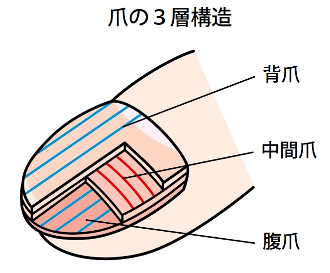 爪の３層構造