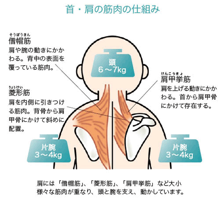 首・肩の筋肉の仕組み