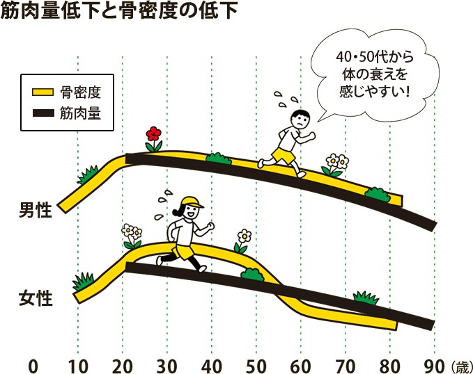 筋肉量低下と骨密度の低下