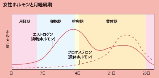 女性ホルモンと月経周期