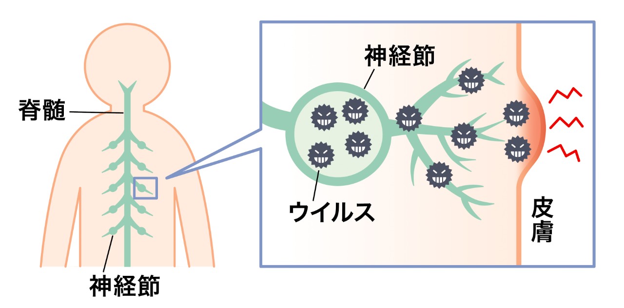 女性ホルモンと月経周期