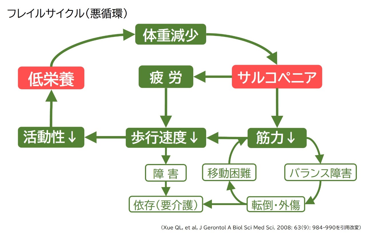 フレイルサイクル（悪循環）