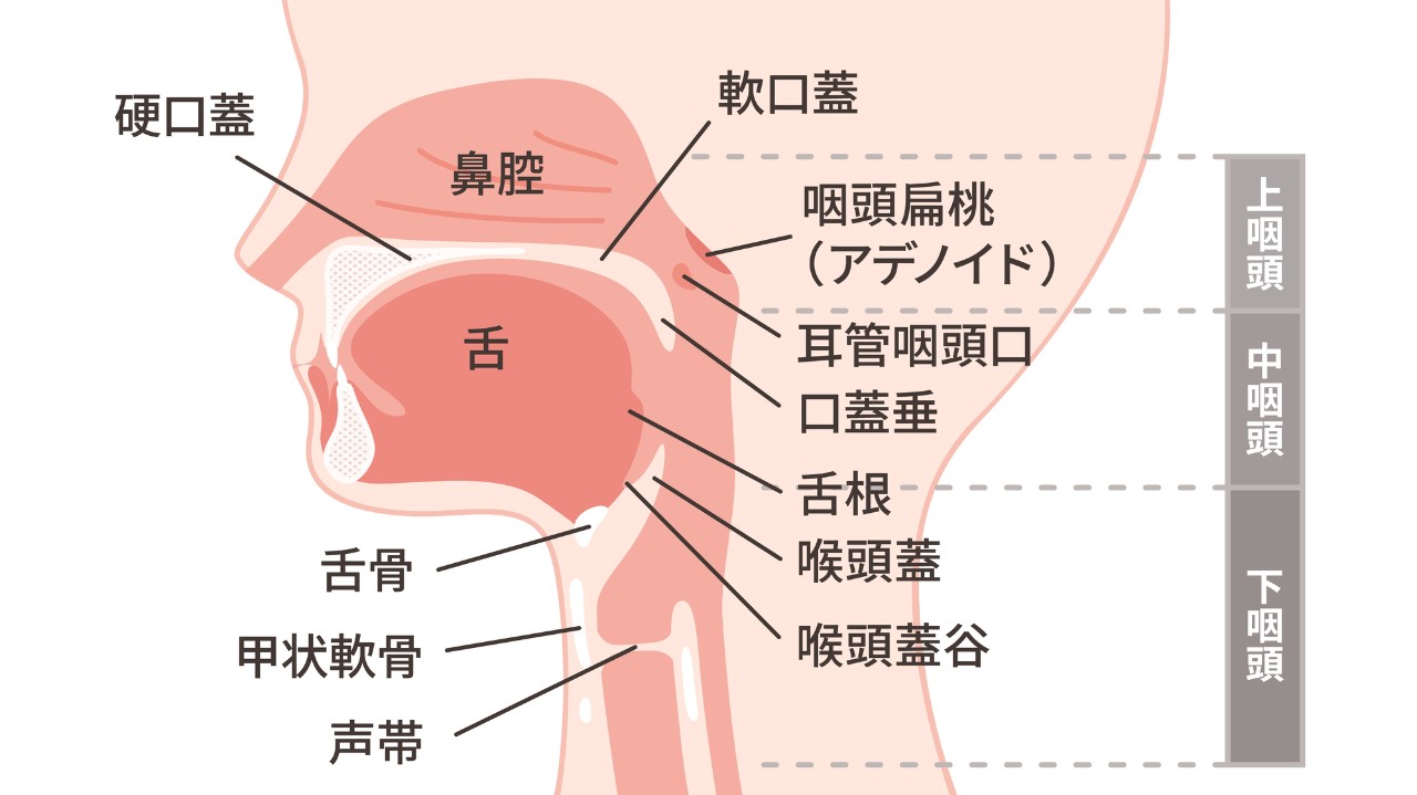 上咽頭の構造