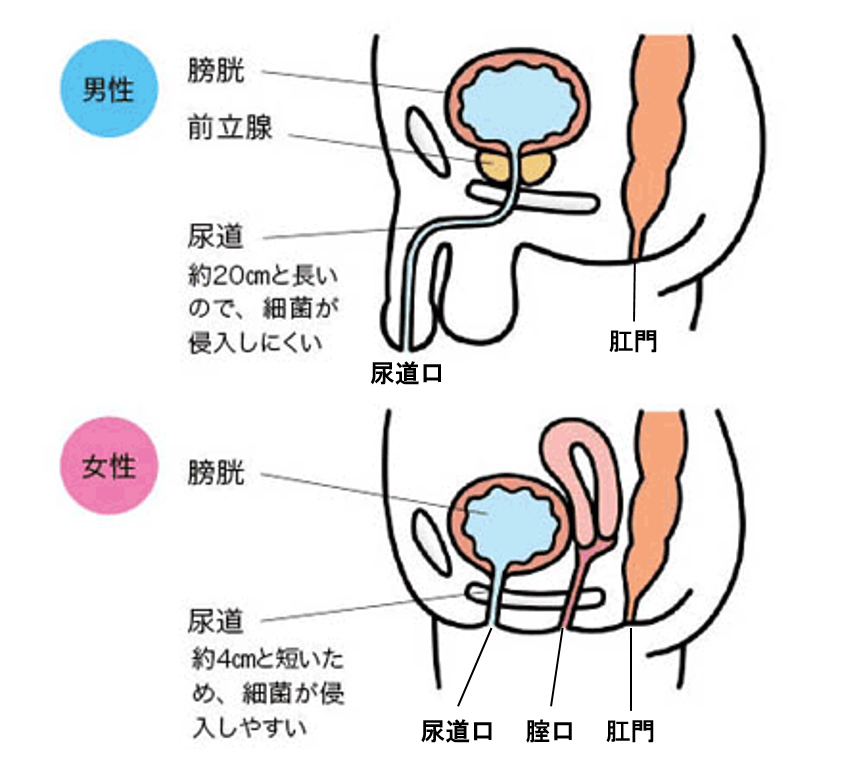 男性と女性の尿道の構造の違い