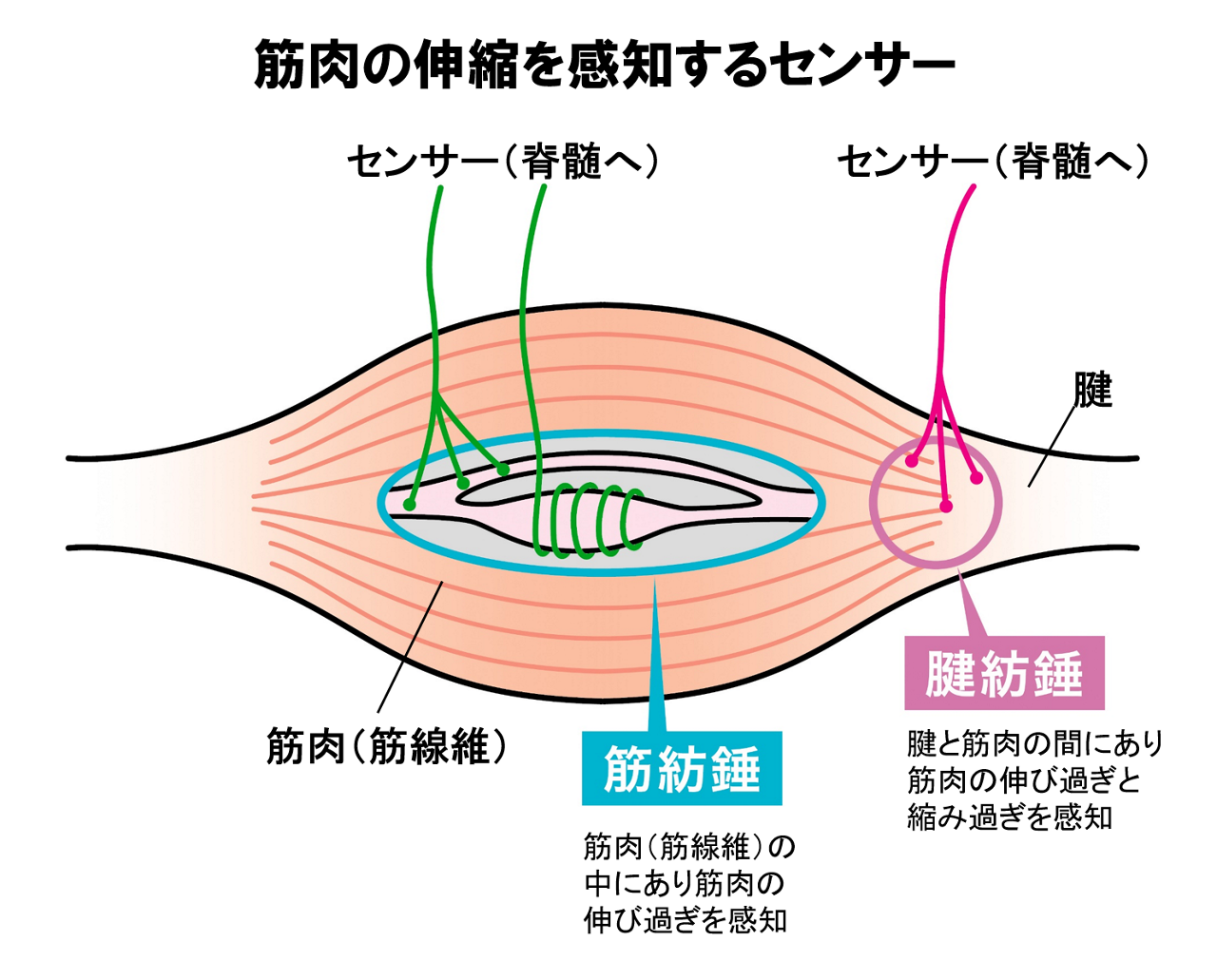 筋肉の伸縮を感知するセンサー