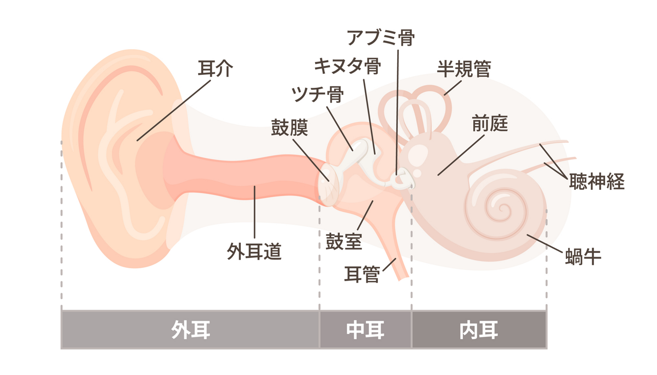 耳の構造。難聴は原因によって大きく4つに分類されます