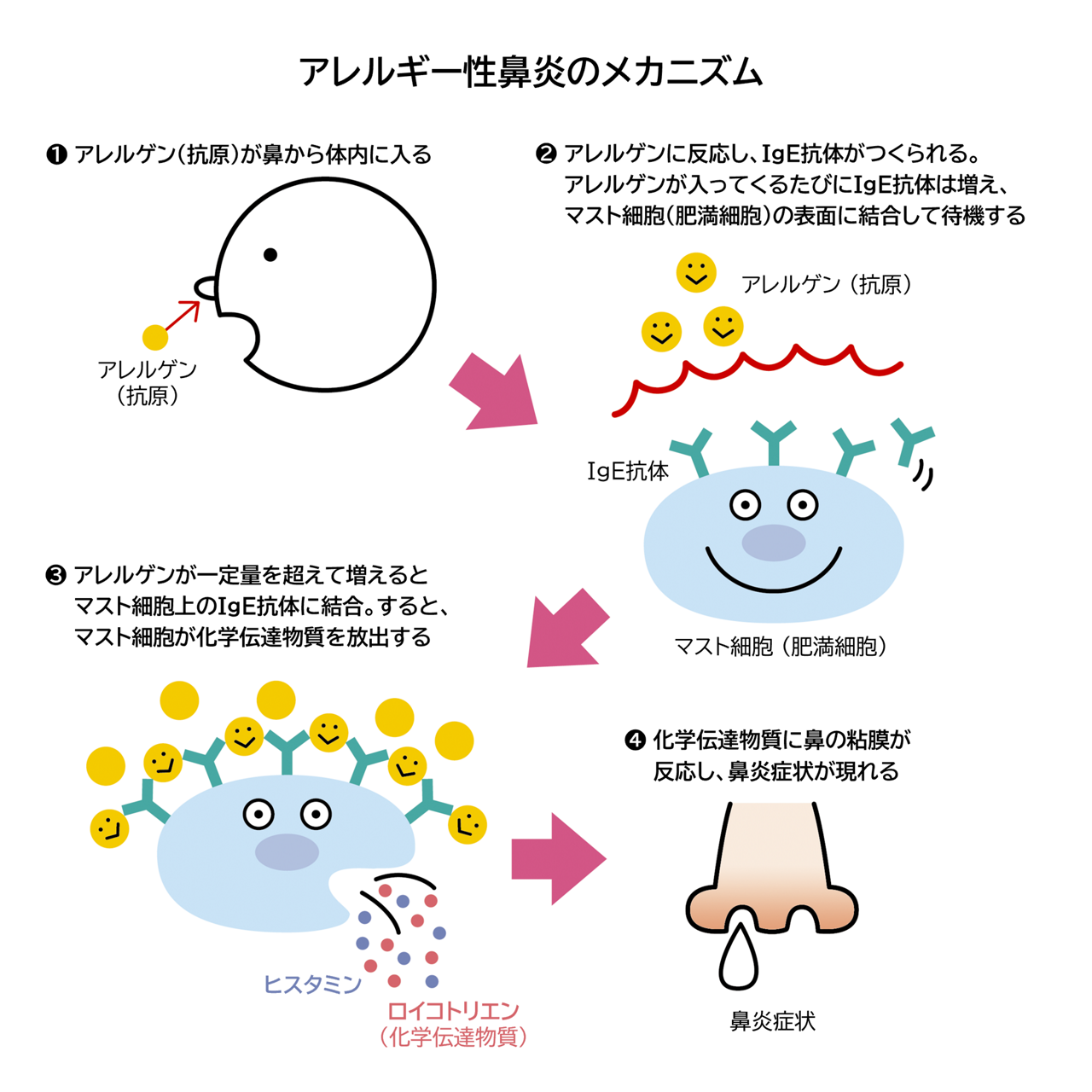 アレルギー性鼻炎が起きるメカニズム