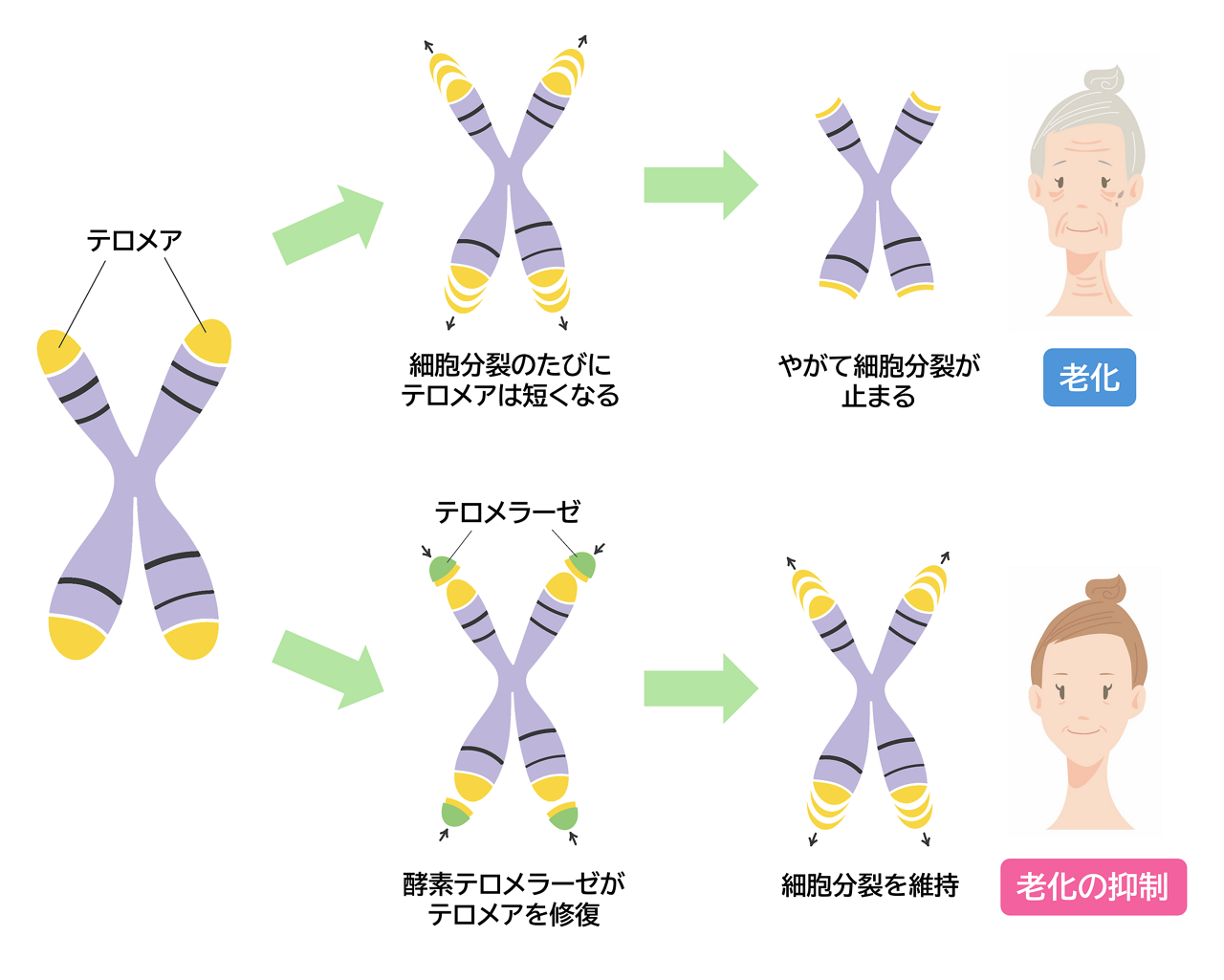 細胞の老化と寿命を決める「テロメア」と、寿命を延ばす「テロメラーゼ」