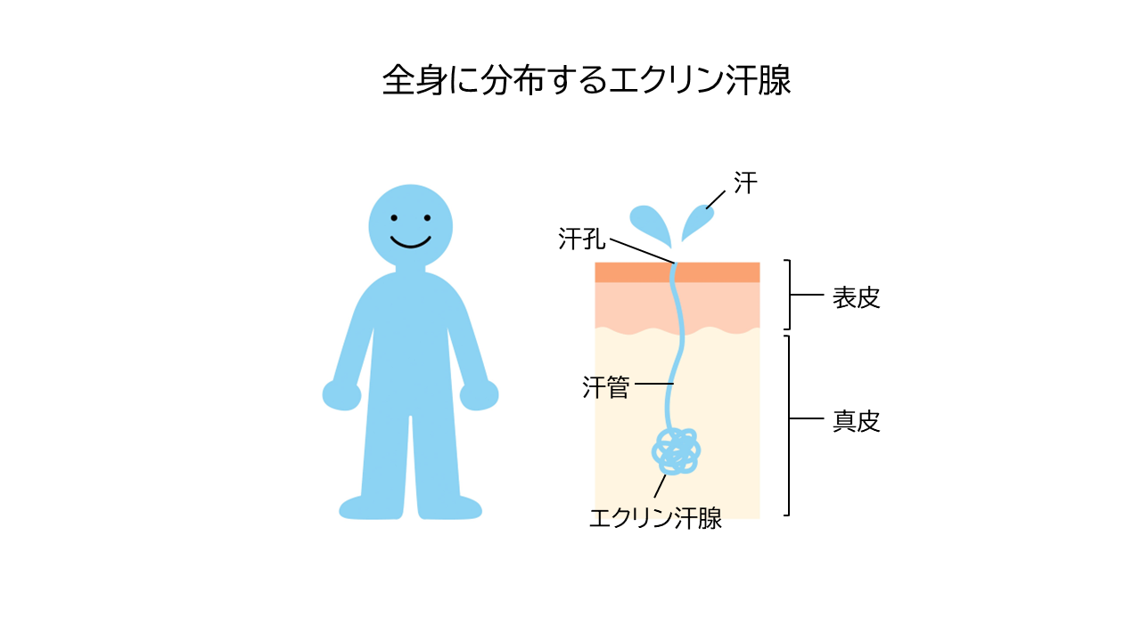 体温調節のために汗を出す汗腺がエクリン汗腺です。外気温の上昇やスポーツなどで体温が上昇すると、エクリン汗腺で大量に汗がつくられます。エクリン汗腺は全身に分布しています。