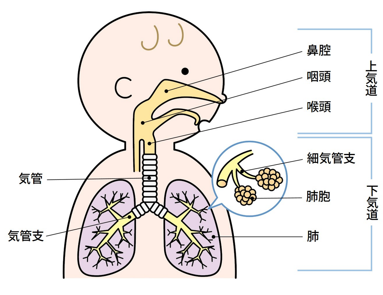 吸った空気は上気道（鼻腔、咽頭、喉頭）、気管、気管支を通って、下気道の肺、細気管支、肺胞に届きます。