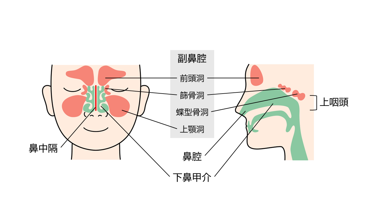 鼻の構造