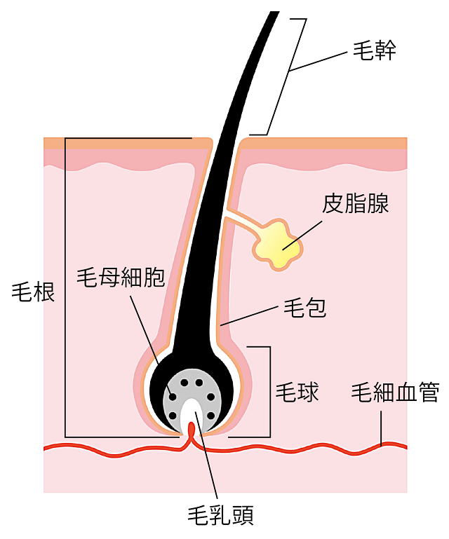 毛髪のイメージ図。毛髪は、頭皮内を「毛根」、頭皮から出ている部分を「毛幹（もうかん）」といいます。毛根を包む「毛包（もうほう）」は髪を産生する役割を担い、その根っこにある「毛球（もうきゅう）」の奥には、「毛乳頭（もうにゅうとう）」があります。この毛乳頭の毛細血管から「毛母細胞」に十分に栄養が行きわたると、毛母細胞の細胞分裂が活発化し、髪の成長が促進されるのです。