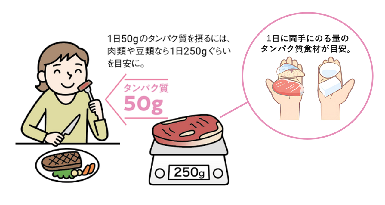 1日50ｇのタンパク質を摂るには、肉類や豆類なら1日に250ｇくらいを目安にし、1日に両手にのる量のタンパク質食材が250ｇの目安であることを示すイラスト