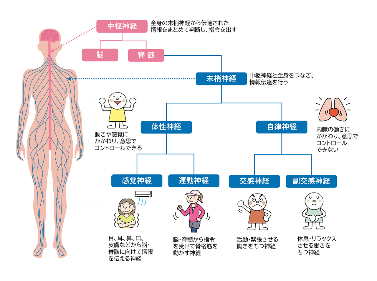中枢神経と末梢神経、体性神経（感覚神経と運動神経）、副交感神経（交感神経と副交感神経）の違いを説明する図解イメージ。