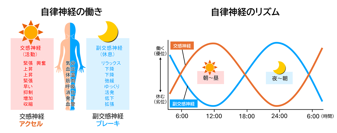 自律神経の働きと自律神経のリズムについての図解イメージ。自律神経の働きは、交感神経が活動モードでアクセルの役割、副交感神経が休息モードでブレーキの役割を担う。自律神経のリズムは、交感神経は昼がピーク、副交感神経は夜がピークになり、1日のリズムに合わせて交互に優位になる。