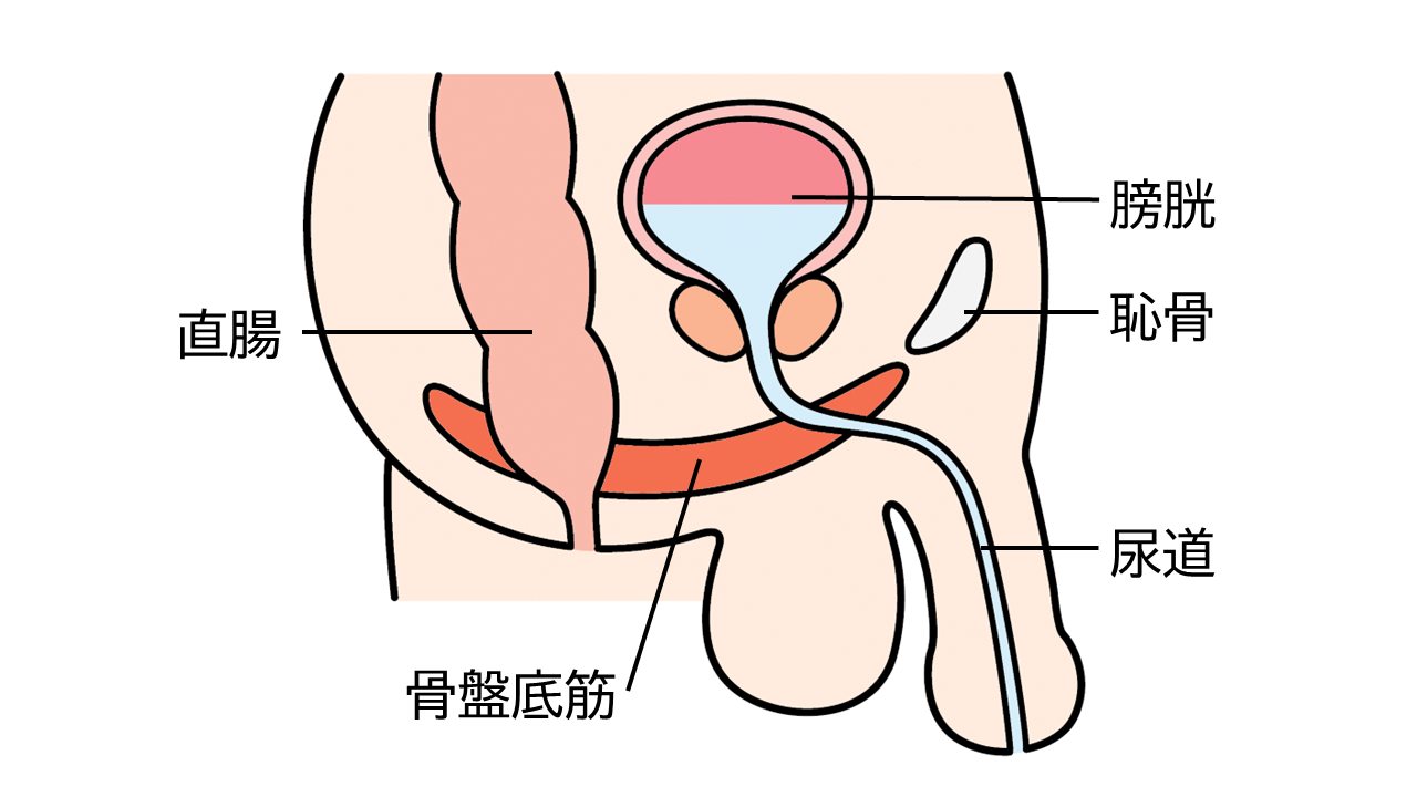 骨盤底筋、直腸、膀胱、恥骨、尿道の位置のイメージイラスト