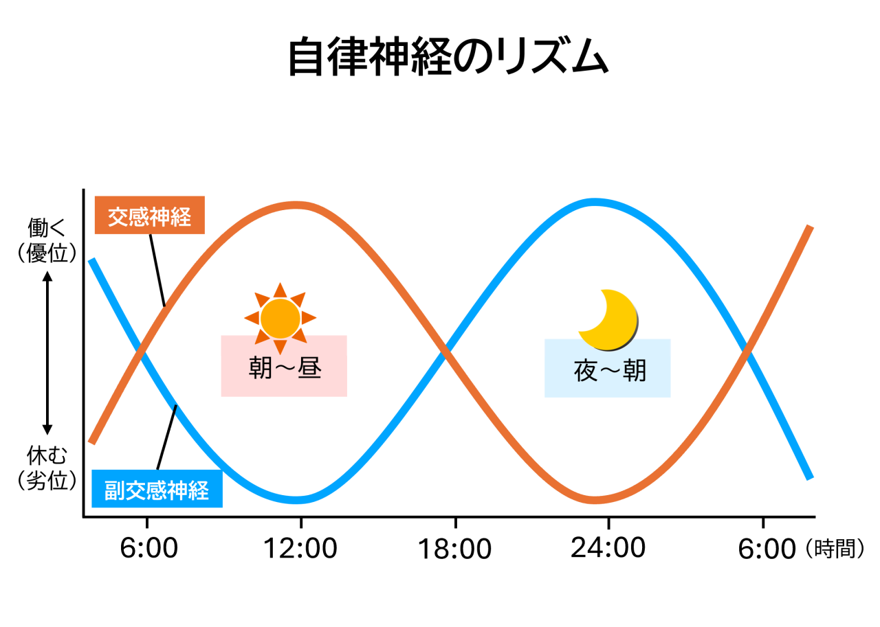 1日24時間の自律神経のリズムのイメージグラフ。副交感神経は、夜に優位になる。