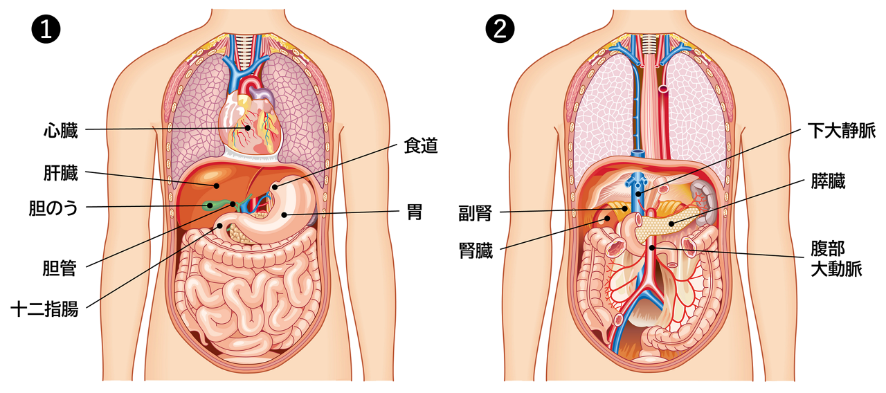 ❶解剖図（心臓、肝臓、胆のう、胆管、食道。胃、十二指腸などが見える）　❷前にある臓器を取り除いた2層目の解剖図（副腎、腎臓、膵臓、下大静脈、腹部大動脈などが見える）