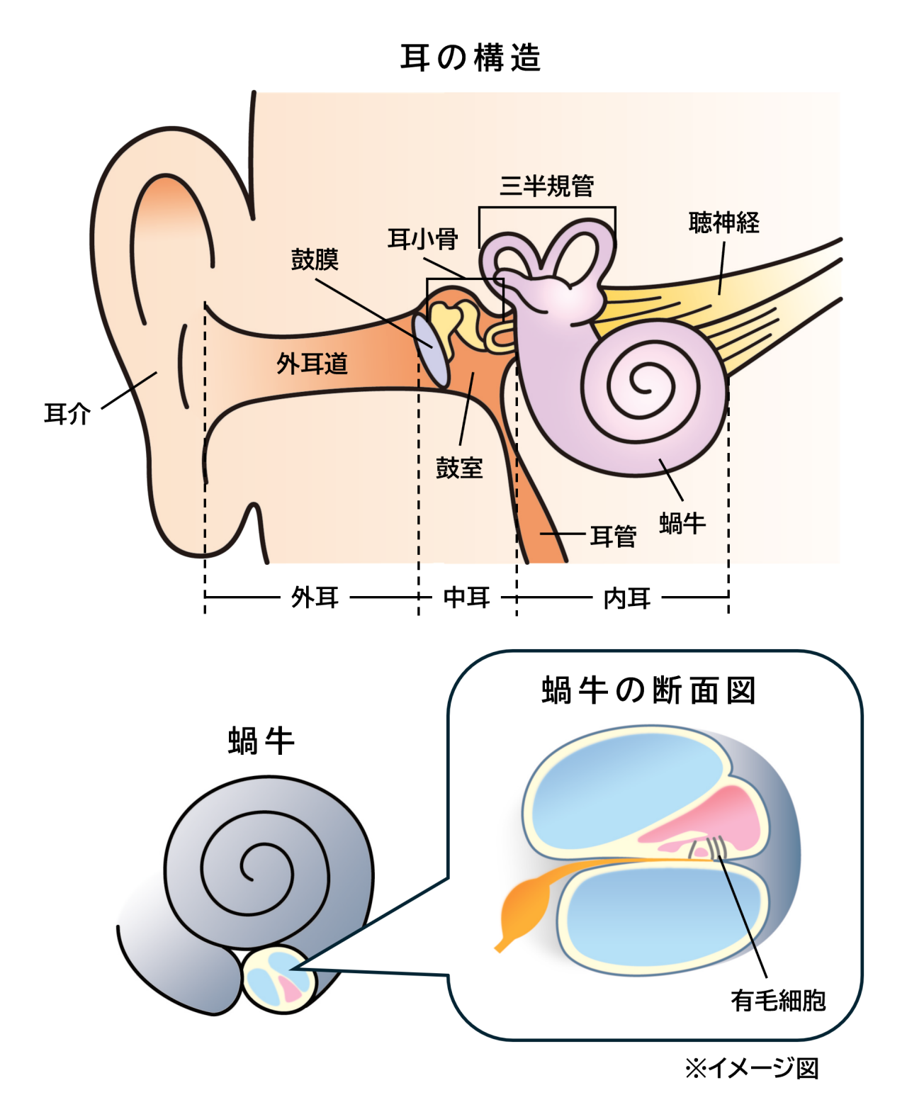 耳の構造のイラスト。耳の一番奥にある蝸牛の中に、音を感知する「有毛細胞」があり、有毛細胞が振動を電気信号に変換して聴神経を通じて脳に送り、脳が音として知覚することで、音が聞こえる。最も多い耳鳴りの原因は蝸牛の障害である。