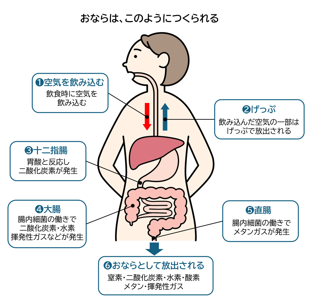 おならは①空気を飲み込むと②げっぷで一部放出し、③十二指腸④大腸⑤直腸を通って⑥おならとして放出される。飲食時に飲み込んだ空気は、十二指腸では胃酸と反応して二酸化炭素が発生、大腸では腸内細菌の働きで二酸化炭素・水素・揮発性ガスなどが発生、直腸では腸内細菌の働きでメタンガスが発生し、おならとして放出される。