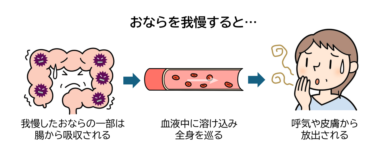 おならを我慢すると、我慢したおならの一部は腸から吸収され、血液中に溶け込み全身を巡り、呼気や皮膚から放出されます。