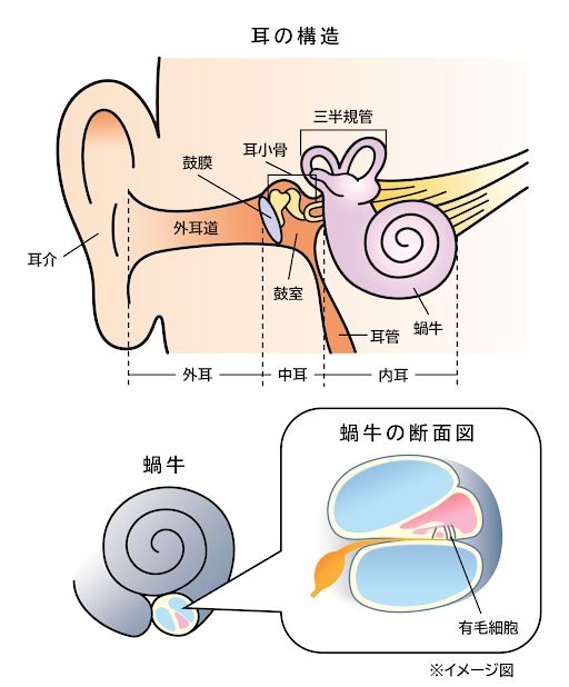 耳の構造のイメージ図。耳の一番奥の内耳にある、蝸牛の中にある有毛細胞の機能が損なわれることで発症すると考えられる。