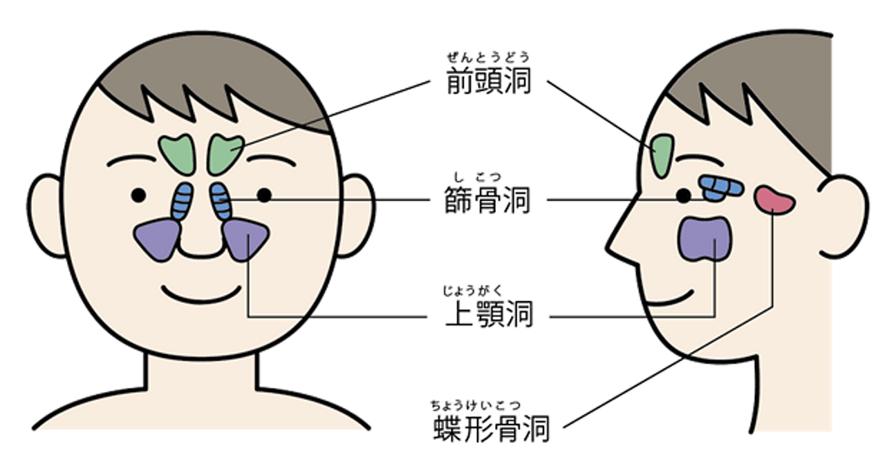 副鼻腔は、顔の骨の中（目の間や頬、おでこの奥）に、左右4対（8個）ある空洞のことで、鼻の細菌感染を防ぐ、声を共鳴させる、頭の骨を軽くするなどの役割があるといわれています。