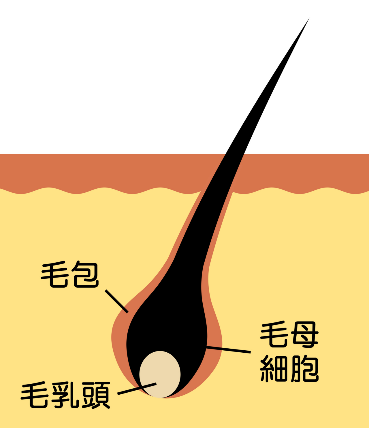 毛包のイメージイラスト