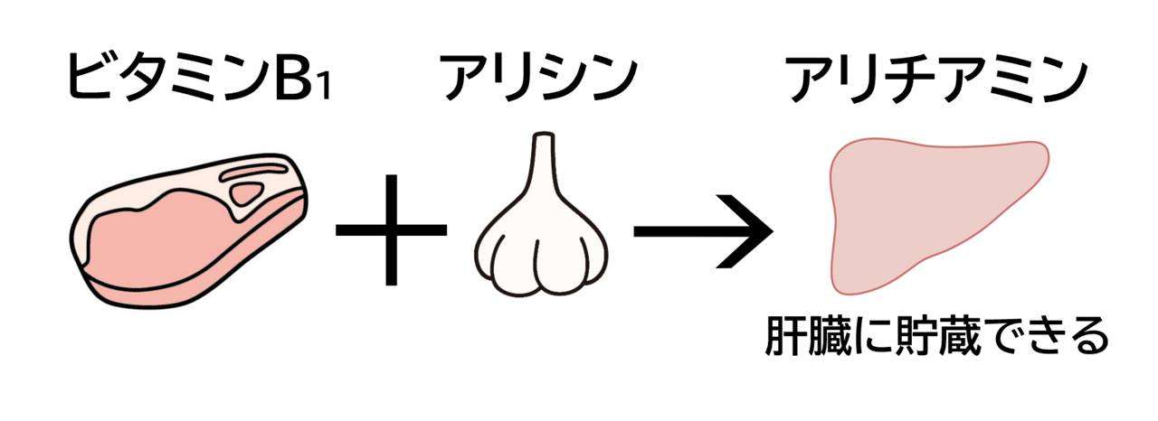 ビタミンB１がアリシンとくっつき「アリチアミン」という物質に変化すると、肝臓に貯蔵できることを表すイメージイラスト