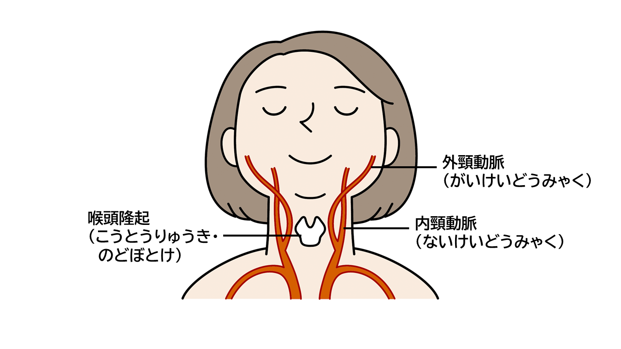 片頭痛が出た時に冷やす内頚動脈のイメージイラスト