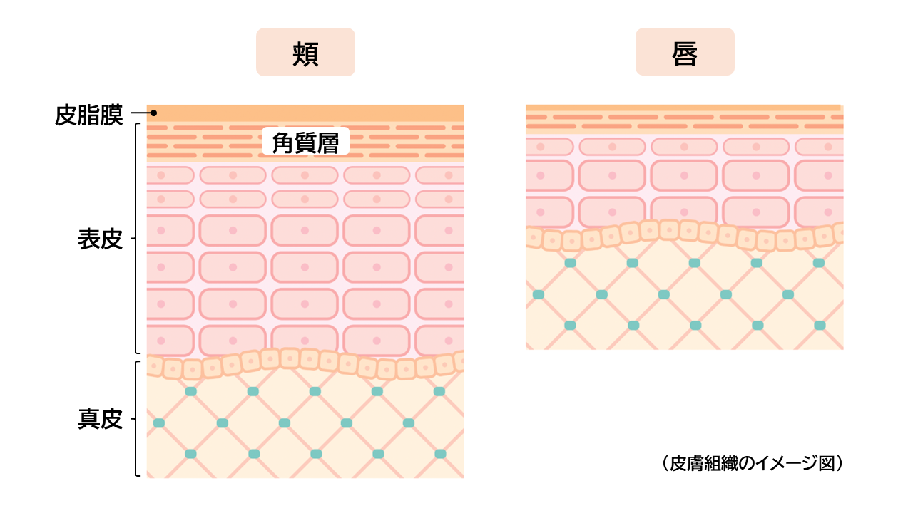 皮膚繊維のイメージ図