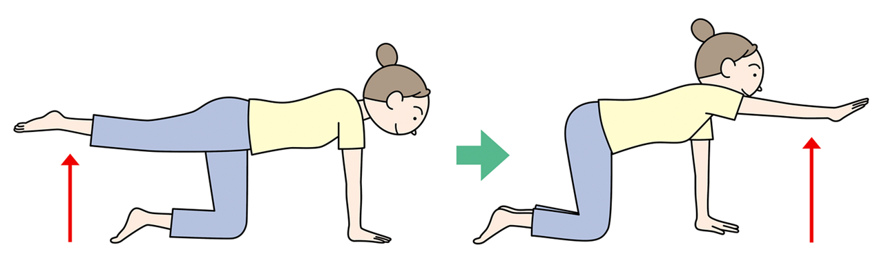 背筋を鍛える運動① 四つんばいになり、腕を持ち上げ5秒ほど制止する（反対側も同様に）。② 足を持ち上げ、5秒ほど制止する（反対側も同様に）。