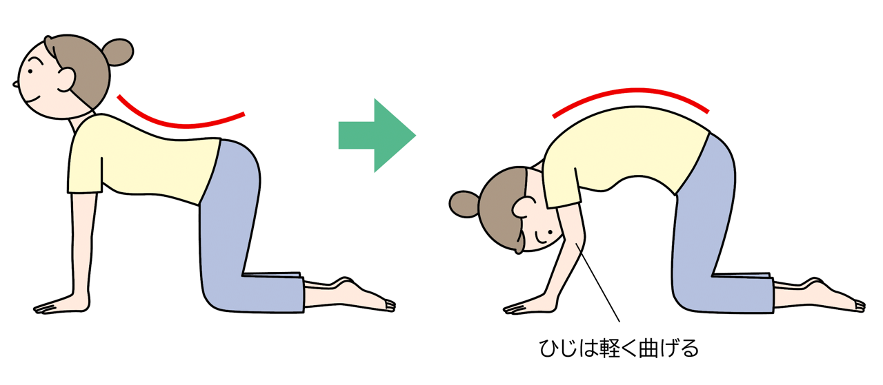 キャットキャメル①猫のポーズ（四つんばいになってひじを伸ばし、顔を正面に向け、息を吸いながら肩甲骨を軽く寄せ、背中を反らすように力を入れる。）②ラクダのポーズ（ひじは伸ばさずに軽く曲げ、息を吐きながら背中を丸めてお腹をのぞき込む。）③ 猫のポーズとラクダのポーズをゆっくりと、痛みの出ない範囲で、できるだけ大きく交互に5回ずつ行う。