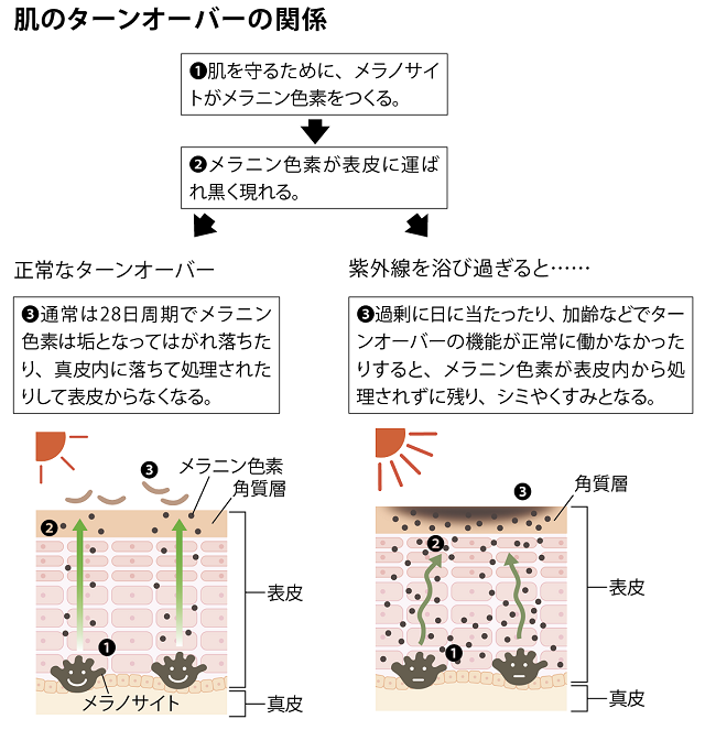 肌のターンオーバーの関係